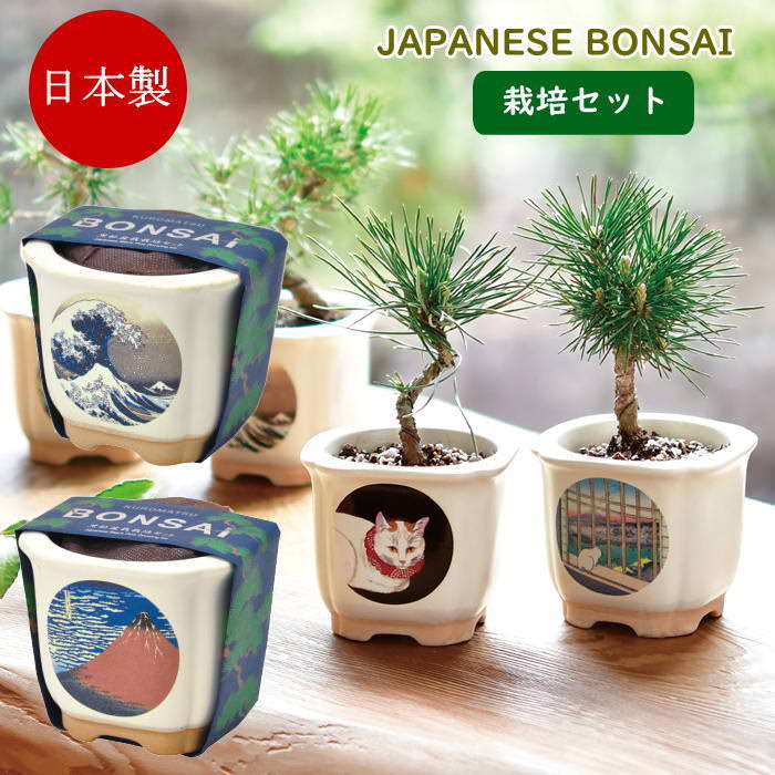 楽天市場】JAPANESEBONSAI 波富士 赤富士 栽培セット