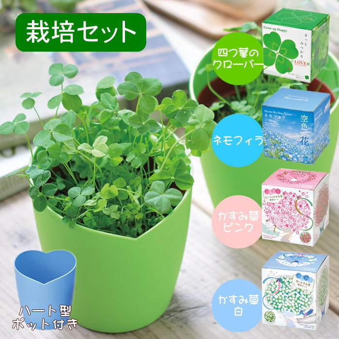 楽天市場】幸せの 四つ葉 の クローバー球根 セット 球根