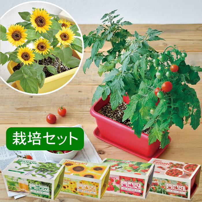 楽天市場】【あす楽】 栽培セット エンジョイプランター フラワー GD