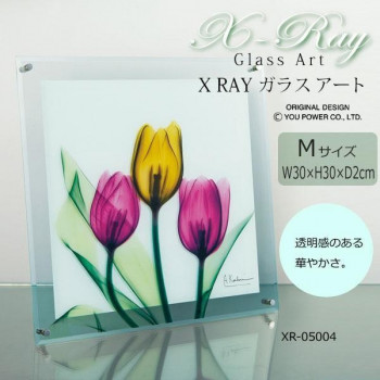 X RAY ガラス アート チューリップ Mサイズ XR-05004