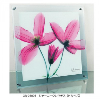 X RAY ガラス アート ジャーニー クレマチス Mサイズ XR-05006