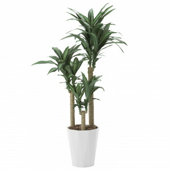 激安の 光の楽園 光触媒加工 人工観葉植物 幸福の木1 6m 400a300 37 ラッピング不可 代引不可 同梱不可 イースクエア 高級感 Www Trailconnections Com