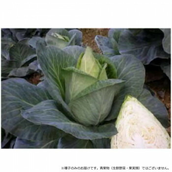 小林種苗 キャベツ種子 キャンディーグリーン 4987 1500粒 [ラッピング不可][代引不可][同梱不可]