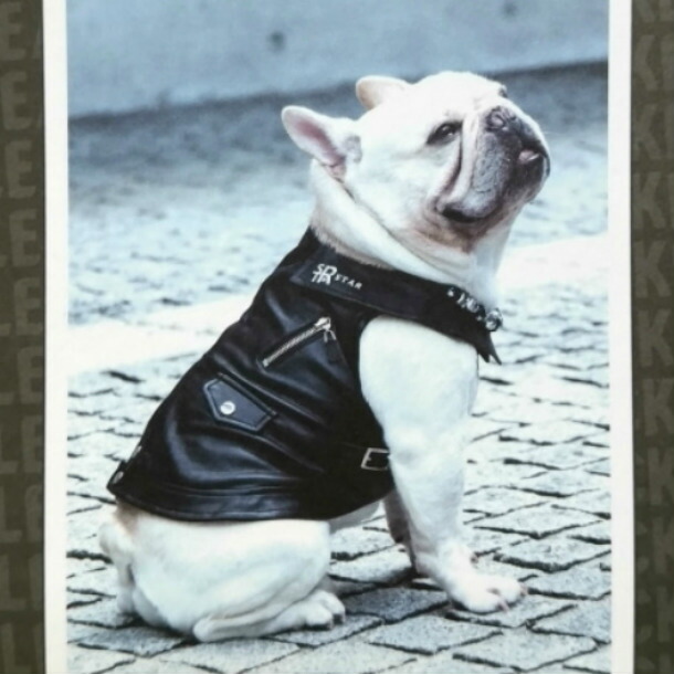 E Tanu Tandogs Rakuten Global Market Dog Clothing Leather Jacket Dog Clothing Leather Jacket S M L Ll Clothes Fine Lamb Small Docware Pettway Dress Cannana