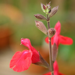 楽天市場 チェリーセージ レッド ハーブの苗 9cmポット ハーブティー専門店 E ティザーヌ