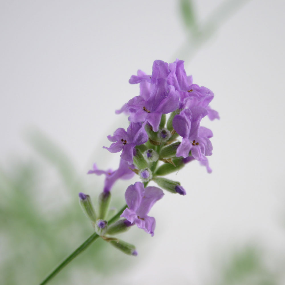 開花中♥ラベンダー　キューデラ アンティークパープル♥人気品種♥花苗ポットごと 開花中♥ラベンダー キューデラ アンティークパープル♥人気品種