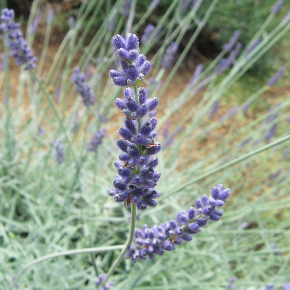 パープル　ラベンダー 51qKoG4sg7L.jpg_BO30,255,255,