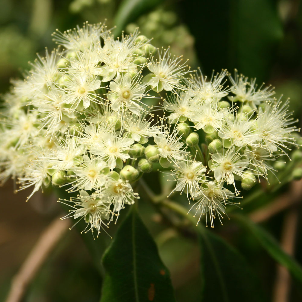 アップルパイ様　ご確認用　ミントブッシュ　モンシェリー　抜き苗 アップルパイ様 ご確認用 ミントブッシュ モンシェリー 抜き苗