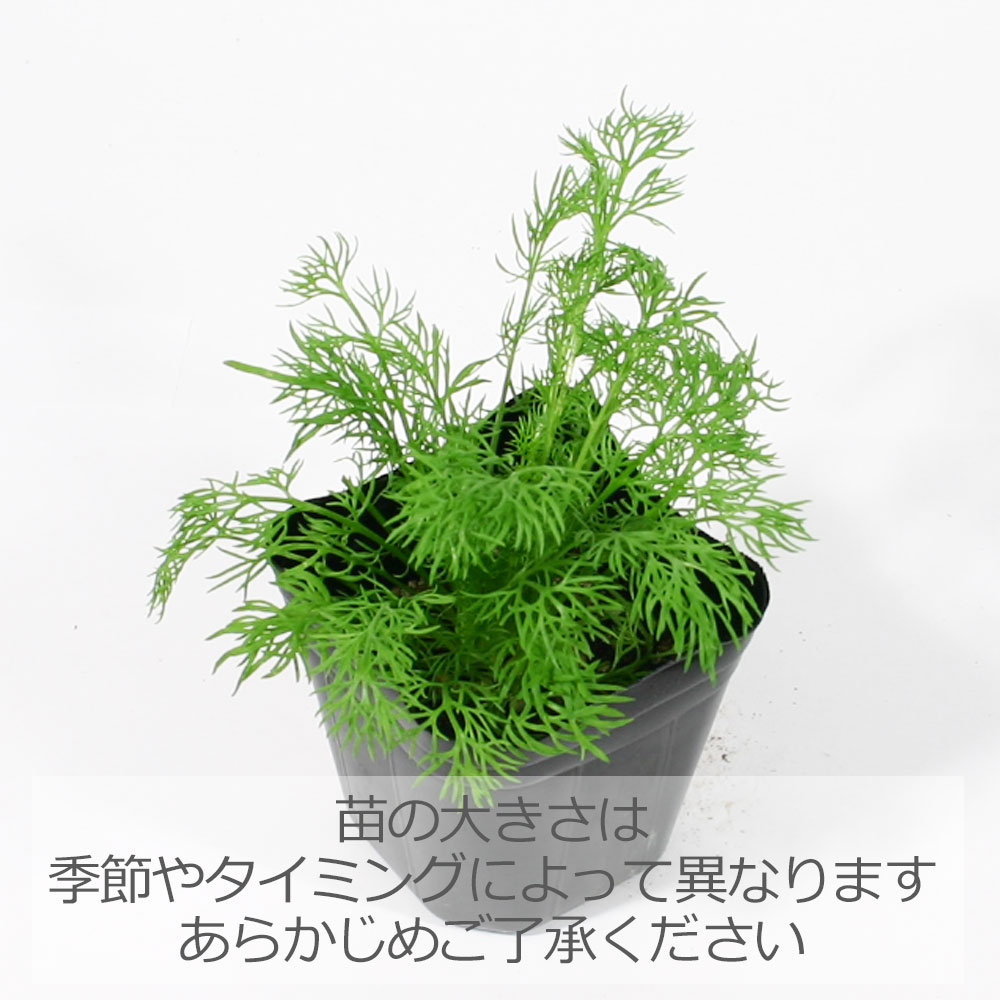 楽天市場 ジャーマンカモミール ハーブの苗 9cmポット ハーブティー専門店 E ティザーヌ
