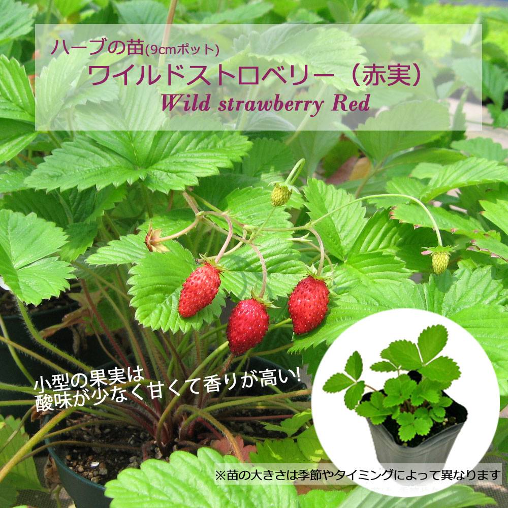 楽天市場】【当店農場生産】ワイルドストロベリー 9センチポット苗