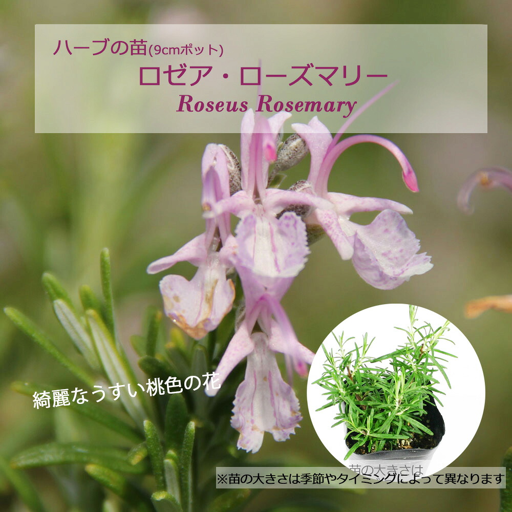 楽天市場】アブラクサス・ローズマリー(立性)/ハーブの苗 9cmポット