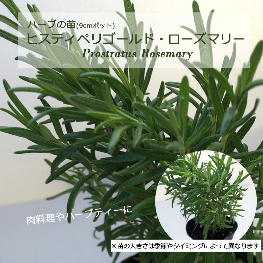 楽天市場】アブラクサス・ローズマリー(立性)/ハーブの苗 9cmポット