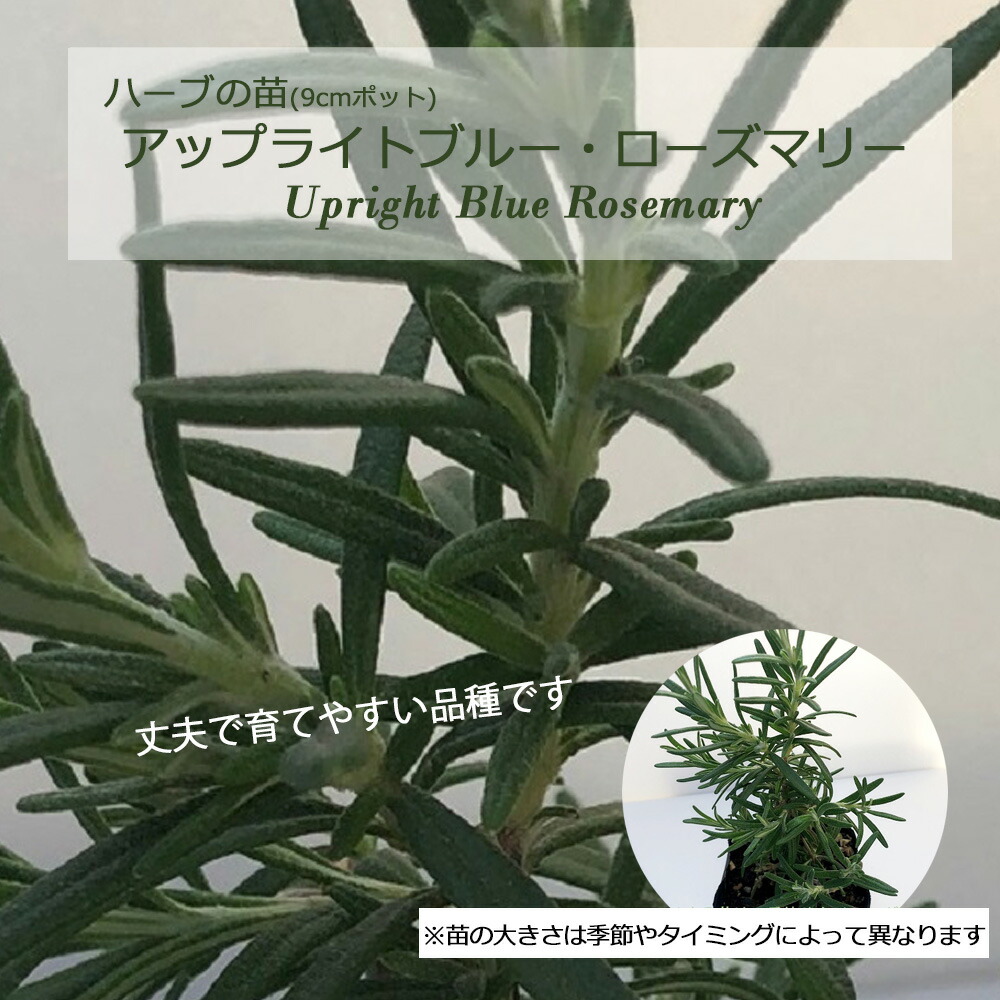 楽天市場】アブラクサス・ローズマリー(立性)/ハーブの苗 9cmポット