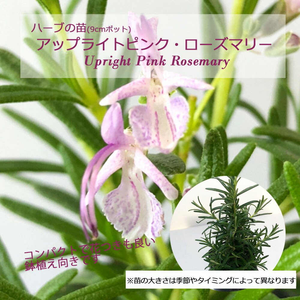 ★ローズマリーページ★ Amazon.co.jp: 遊戯王カード アロマセラフィ－ローズマリー