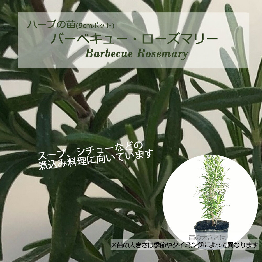 楽天市場】アブラクサス・ローズマリー(立性)/ハーブの苗 9cmポット
