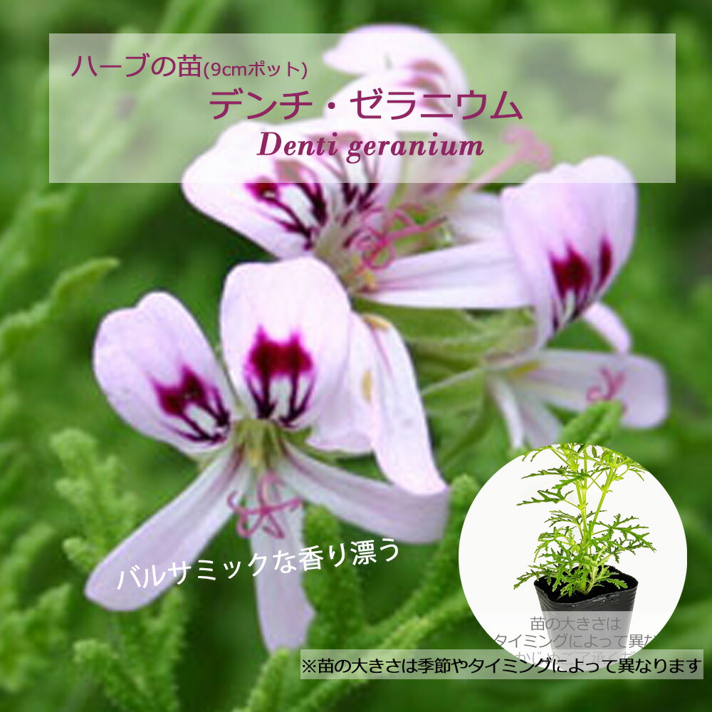 ✿希少ゼラニウム苗✿ 希少苗〉ゼラニウム 苗 ゴールド - メルカリ