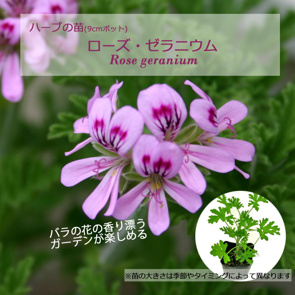 楽天市場】スノーフレーク・ゼラニウム/ハーブの苗 9cmポット : ハーブ