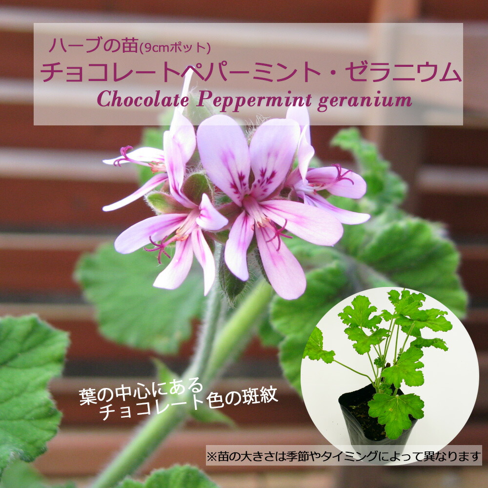 アップルパイ様　ご確認用　ミントブッシュ　モンシェリー　抜き苗 斑入アップルミント（パイナップルミント）(ポット苗) | 日野春