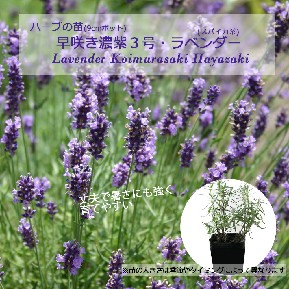 楽天市場】ラベンダー・濃紫早咲3号（イングリッシュ系） ハーブ苗