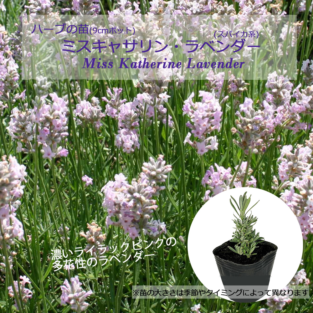 楽天市場】ホルゲイト(フォルゲイト)・ラベンダー(スパイカ系