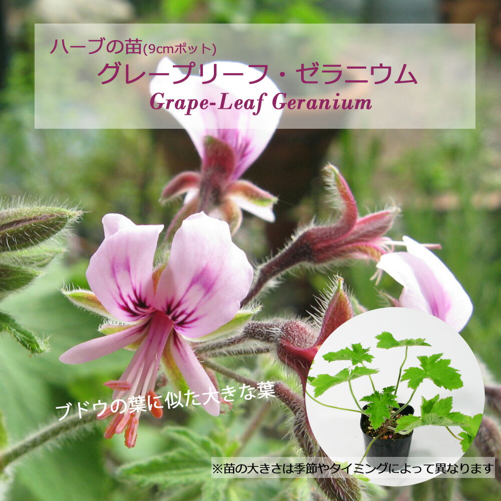 ゼラニウムリーフデュエット ゼラニウム リーフ デュエット