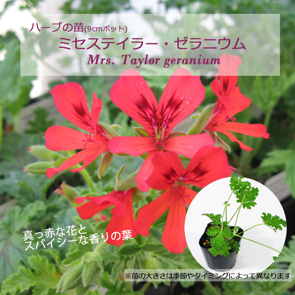 楽天市場】レッドフラワーローズ・ゼラニウム/ハーブの苗 9cmポット