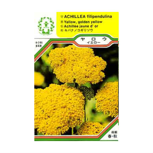 ヤロウイエロー ハーブの種 大切な