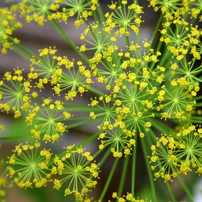 楽天市場 ディル ハーブの苗 9cmポット ハーブティー専門店 E ティザーヌ