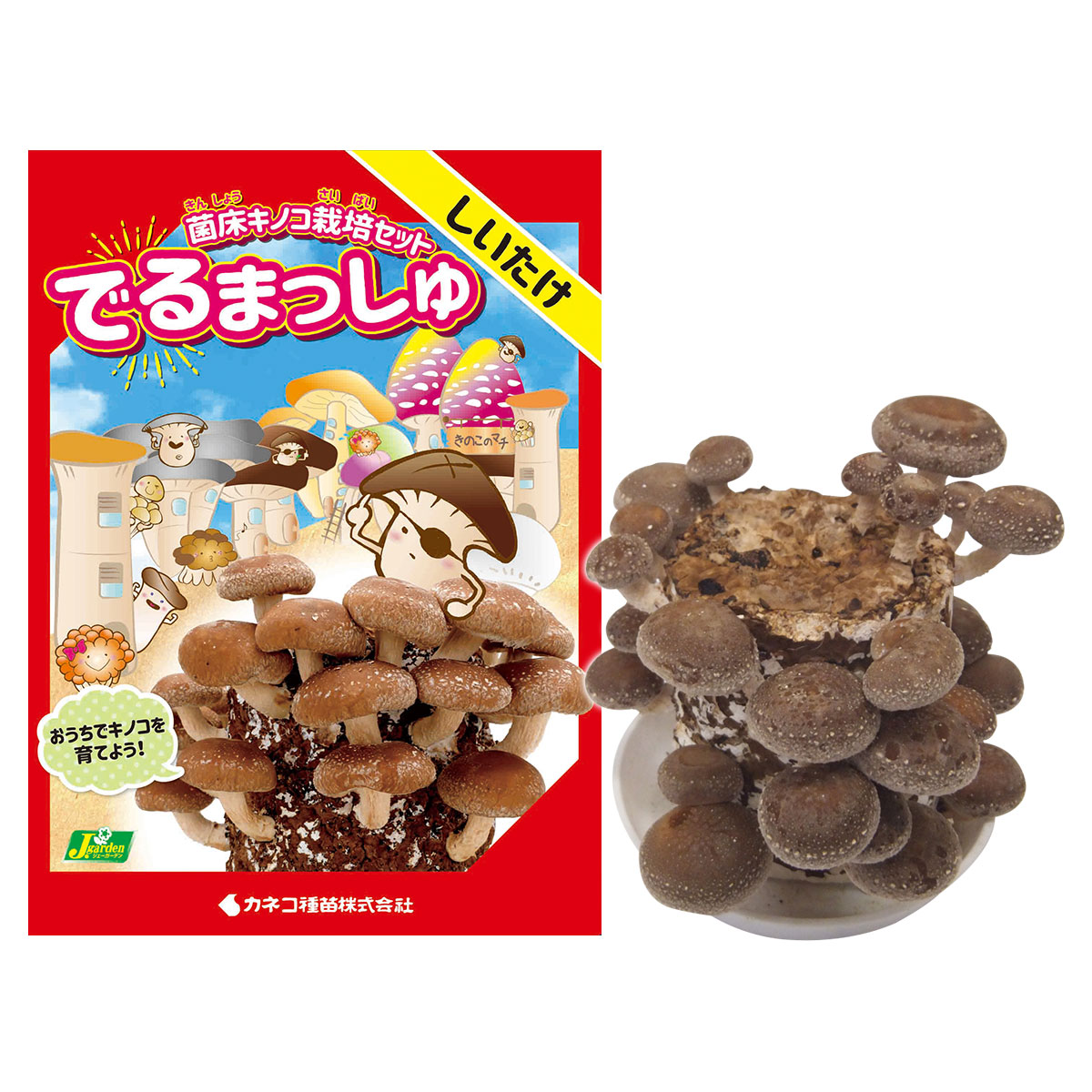 楽天市場】菌床キノコ 栽培セット でるまっしゅ しいたけ 品種名 菌王1