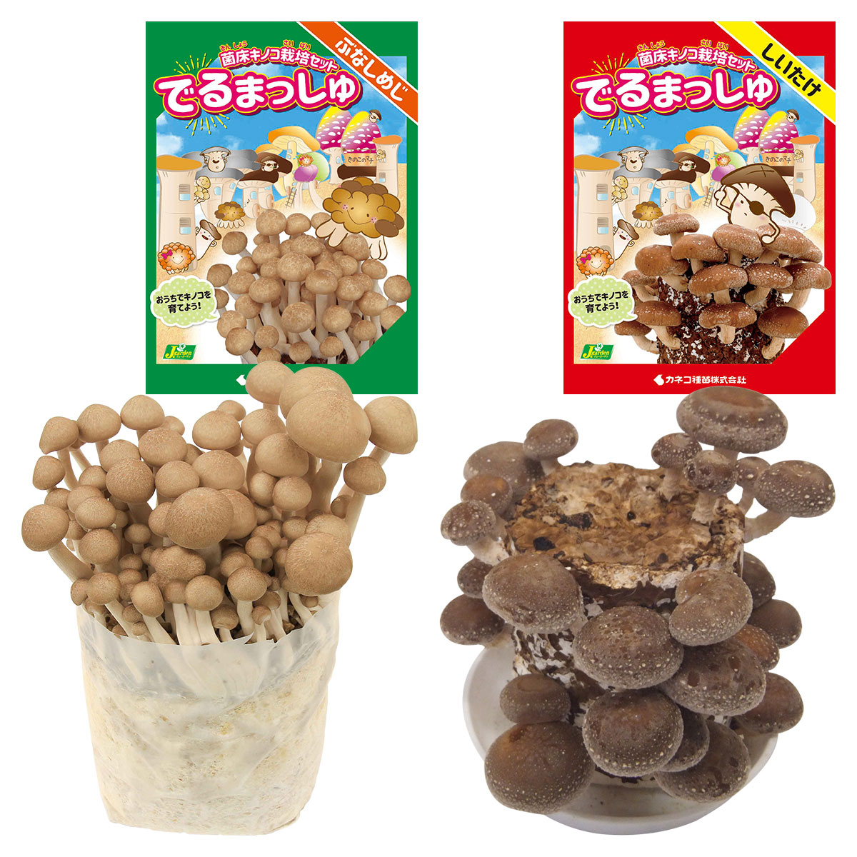 楽天市場】きのこ栽培キット なめこ菌床 1株【なめこ/ナメコ