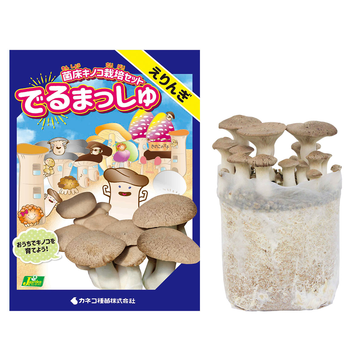 楽天市場】菌床キノコ 栽培セット でるまっしゅ えりんぎ カネコ種苗
