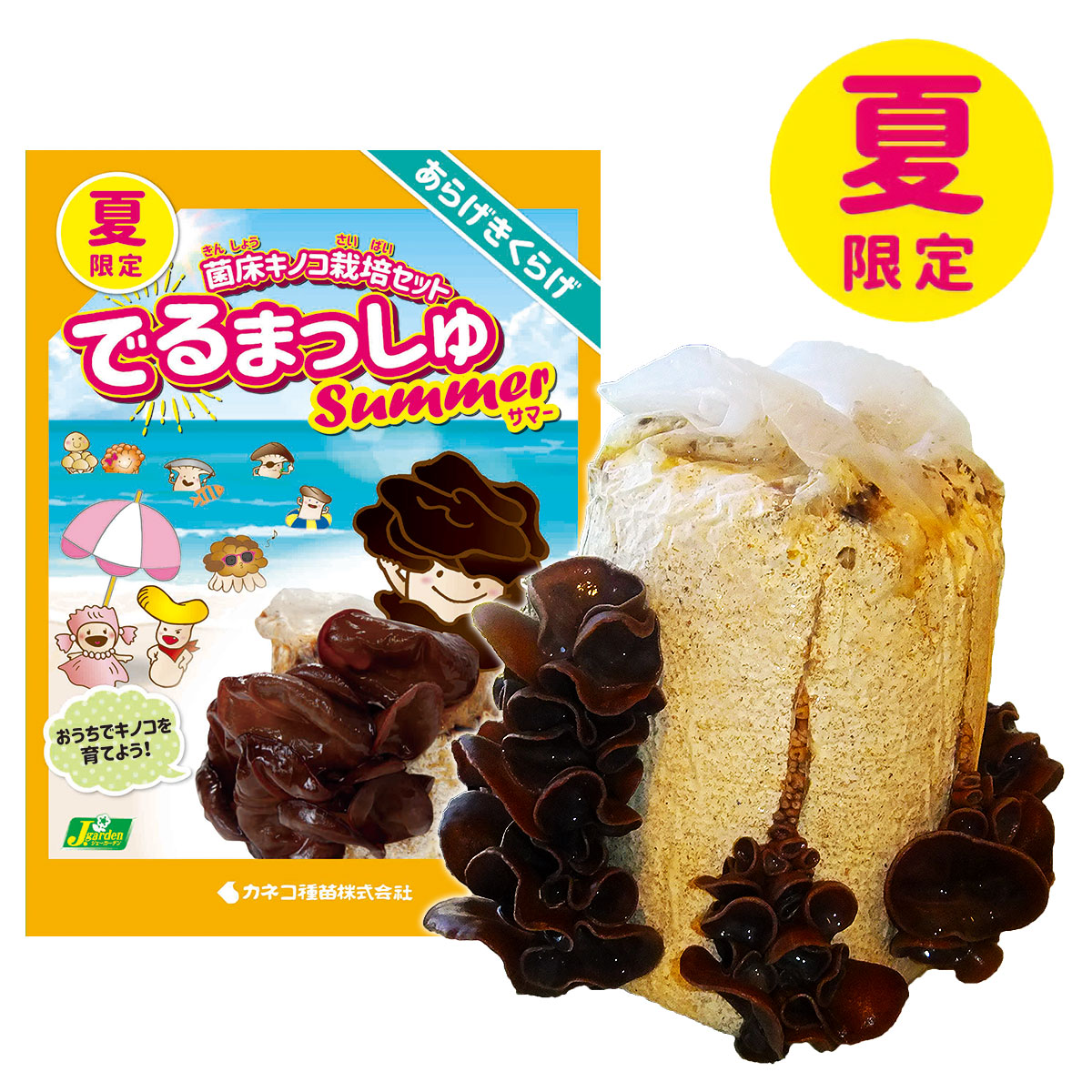 きのこ出品 楽天市場】菌床キノコ 栽培セット 夏 でるまっしゅ あらげ