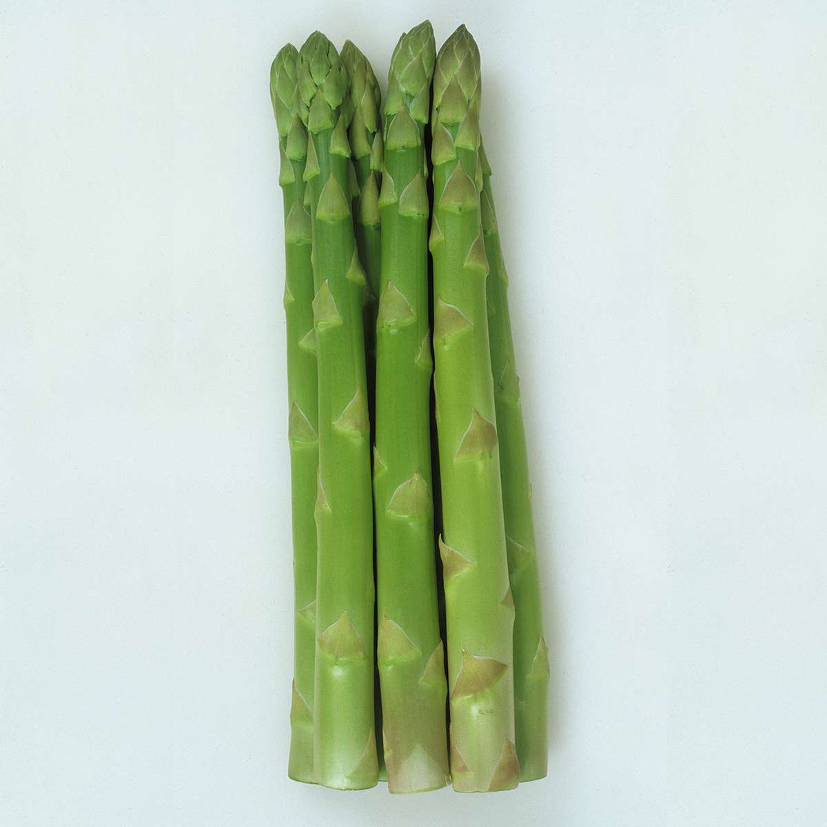 大容量 営利種 アスパラガス バイトル 20ml カネコ種苗 種 アスパラガス 種 アスパラ 種 野菜の種 野菜種 アスパラ 種子 アスパラガス 種子 アスパラの種