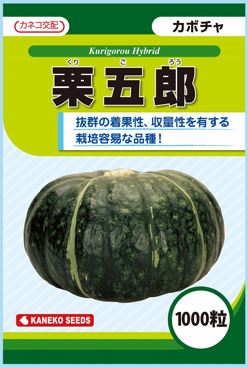 大容量 営利種 カボチャ 栗五郎 1000粒 カネコ交配 カネコ種苗 野菜種子 カボチャ種子 野菜種 種子 野菜 種 野菜 種子 野菜の種 カボチャ 種 カボチャ 種子 19,463円