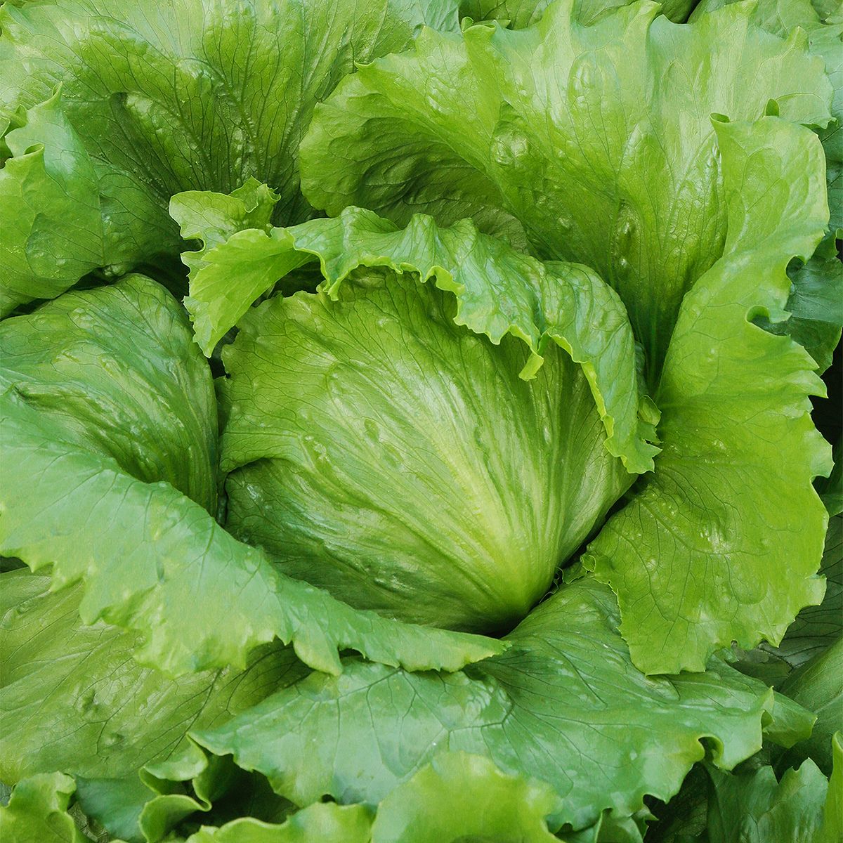大容量 営利種 カネコ交配 チアフル レタス ペレット5000粒 カネコ種苗 野菜 種 野菜 種子 野菜種子 野菜の種 野菜 レタス 種 野菜 レタス 種子 ペレット種子