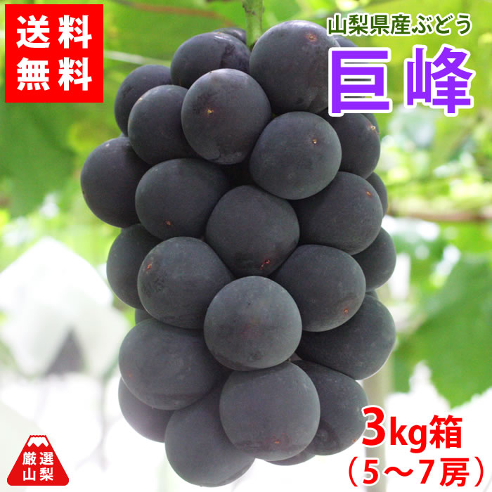 送料無料 巨峰 3kgケイス 5 7風帯 山梨県生産 ぶどう 大粒 ブラック葡萄 葡萄のキング 大人気 Fourthmanfilms Com