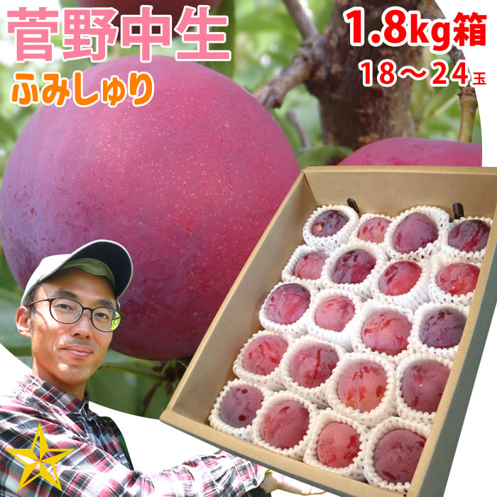送料無料 すもも 菅野中生 1.8kg箱 (約18～24玉) 山梨県 八代産 農家直送 ふみしゅり