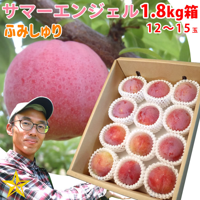 送料無料 すもも サマーエンジェル 1.8kg箱 (約12～15玉) 山梨県 八代産 農家直送 ふみしゅり