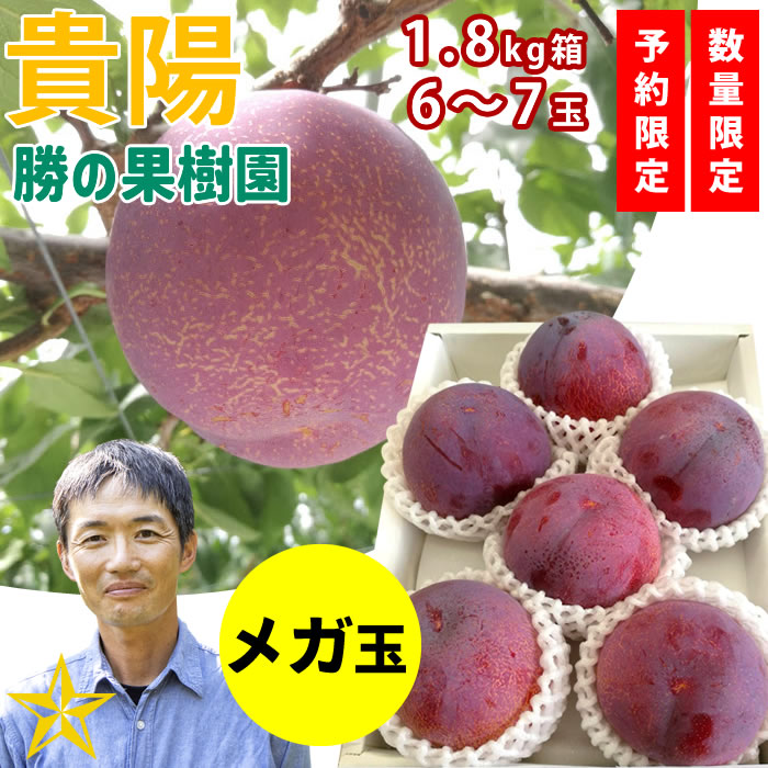 【送料無料】 スモモ 貴陽 勝の貴陽 1.8kg メガ玉 6～7個 山梨県 南アルプス市産 朝採れ 通販 農家直送 勝の果樹園