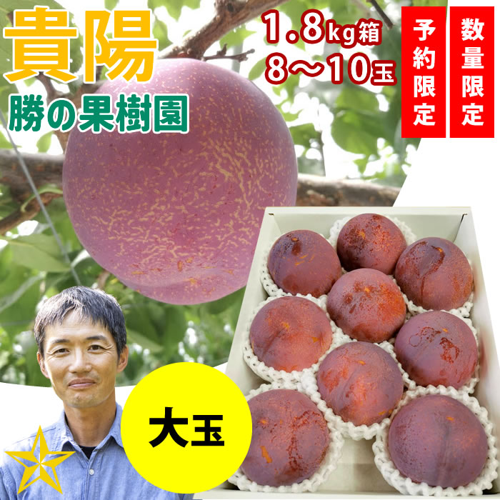 【送料無料】 スモモ 貴陽 勝の貴陽 1.8kg 大玉 8～10個 山梨県 南アルプス市産 朝採れ 通販 農家直送 勝の果樹園