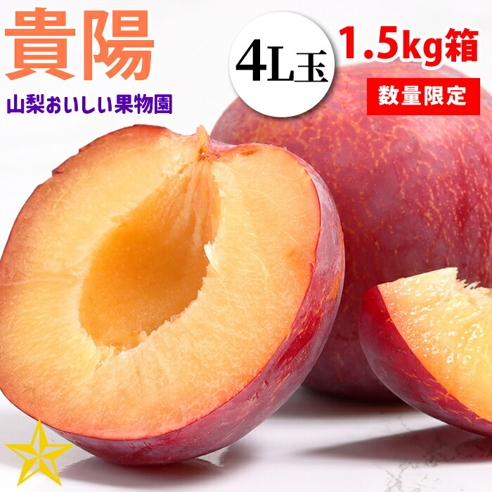 送料無料 すもも 貴陽 超大玉 1.5kg箱 (4L玉 6玉入り) 山梨県 八代産 農家直送 山梨おいしい果物園