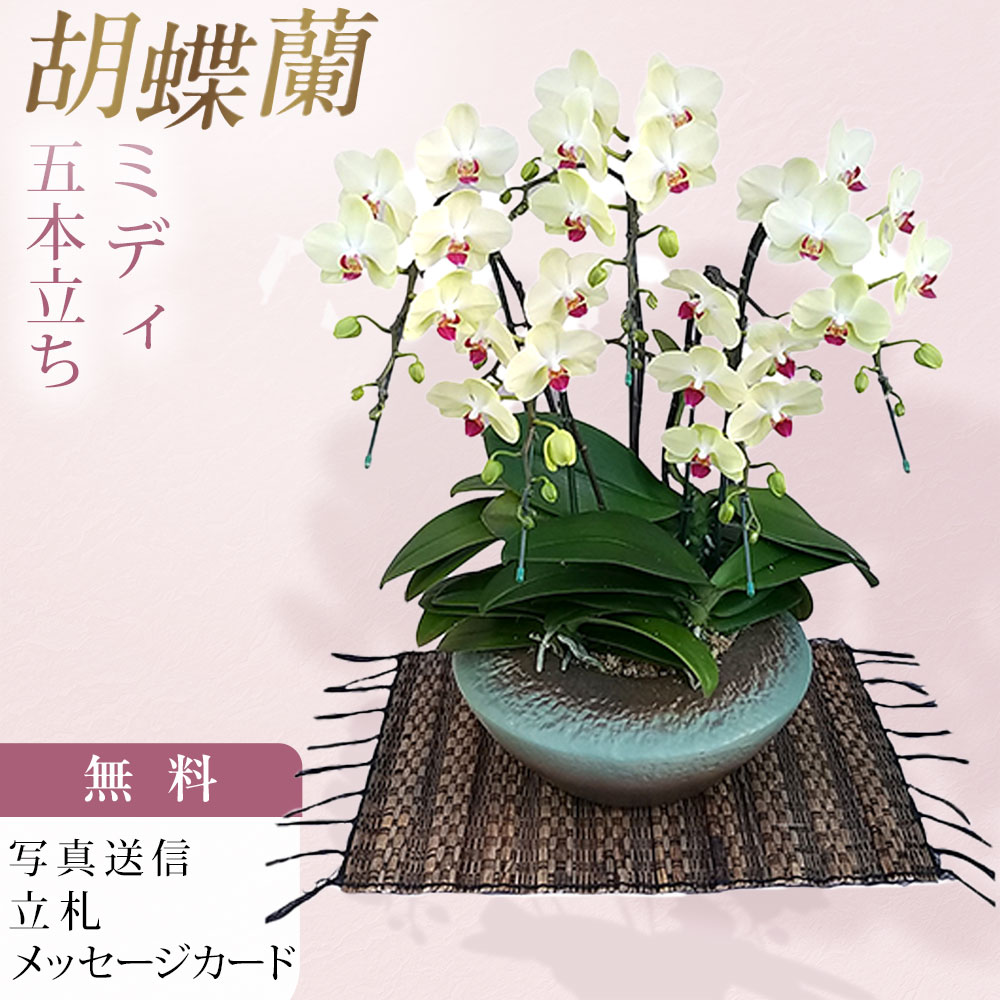MIDI 夢見鳥蘭 5本立ち ザルツマン 和鉢 まどか 黄味がかった 黄色緑であること色  森田洋蘭園