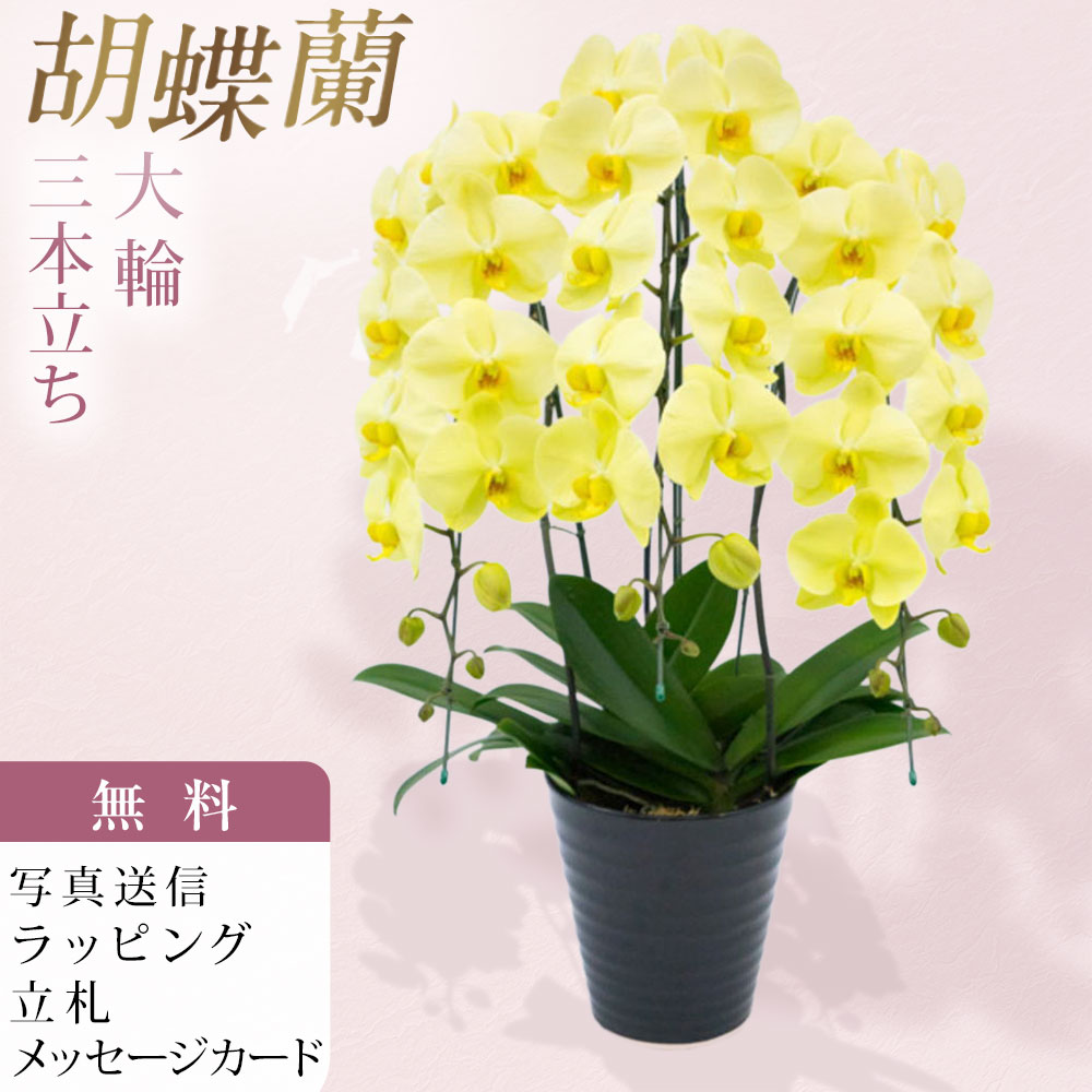 夢見鳥蘭 3本立ち ゴールデンアポロン 黄色 儀式用 移し替える祝賀会 開店祝賀会 入会祝賀会 開院祝賀会 開業祝賀会 周年祝賀会 経上がる祝賀会 隠居祝賀会 当選祝賀会 生まれ落ちる日 還暦 米寿 卒寿 お供え 付き添い人 供花 命日 鉢花 出どころ直送 活動写真透過率 立札 ラッピング無料 育て方小冊子付 貨物輸送無料