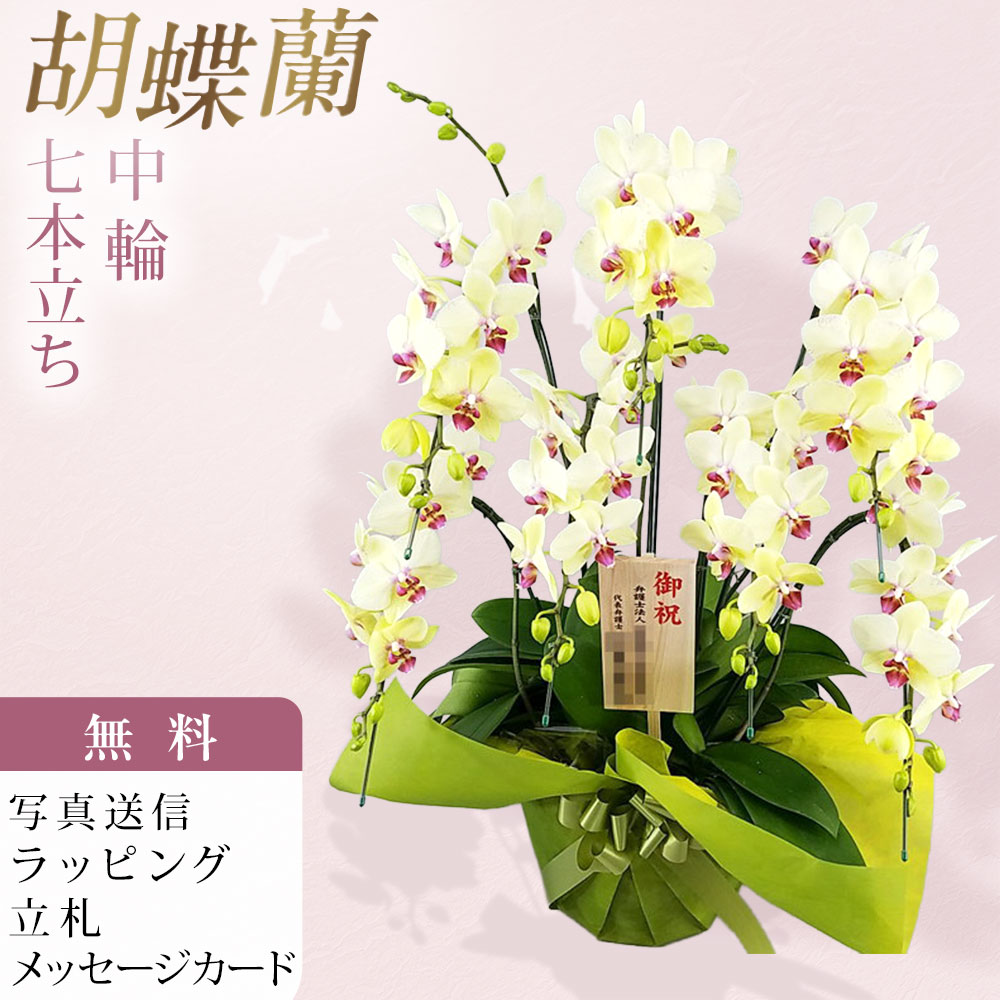 夢見鳥蘭 中大輪 ゴールデンエイジ 7本立ち 黄味がかった 黄色 木札 御祝 儀式用 移し替える祝賀会 開店祝賀会 入会祝賀会 開院祝賀会 開業祝賀会 周年祝賀会 経上がる祝賀会 隠居祝賀会 当選祝賀会 還暦 米寿 卒寿 出どころ直送 活動写真透過率 立札 ラッピング無料 育て方小冊子付 貨物輸送無料