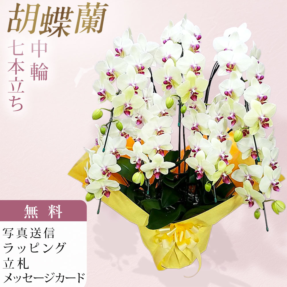 夢見鳥蘭 中大輪 ゴールデンエイジ 7本立ち 黄味がかった 黄色 儀式用 移し替える祝賀会 開店祝賀会 入会祝賀会 開院祝賀会 開業祝賀会 周年祝賀会 経上がる祝賀会 隠居祝賀会 当選祝賀会 還暦 米寿 卒寿 出どころ直送 活動写真透過率 立札 ラッピング無料 育て方小冊子付 貨物輸送無料