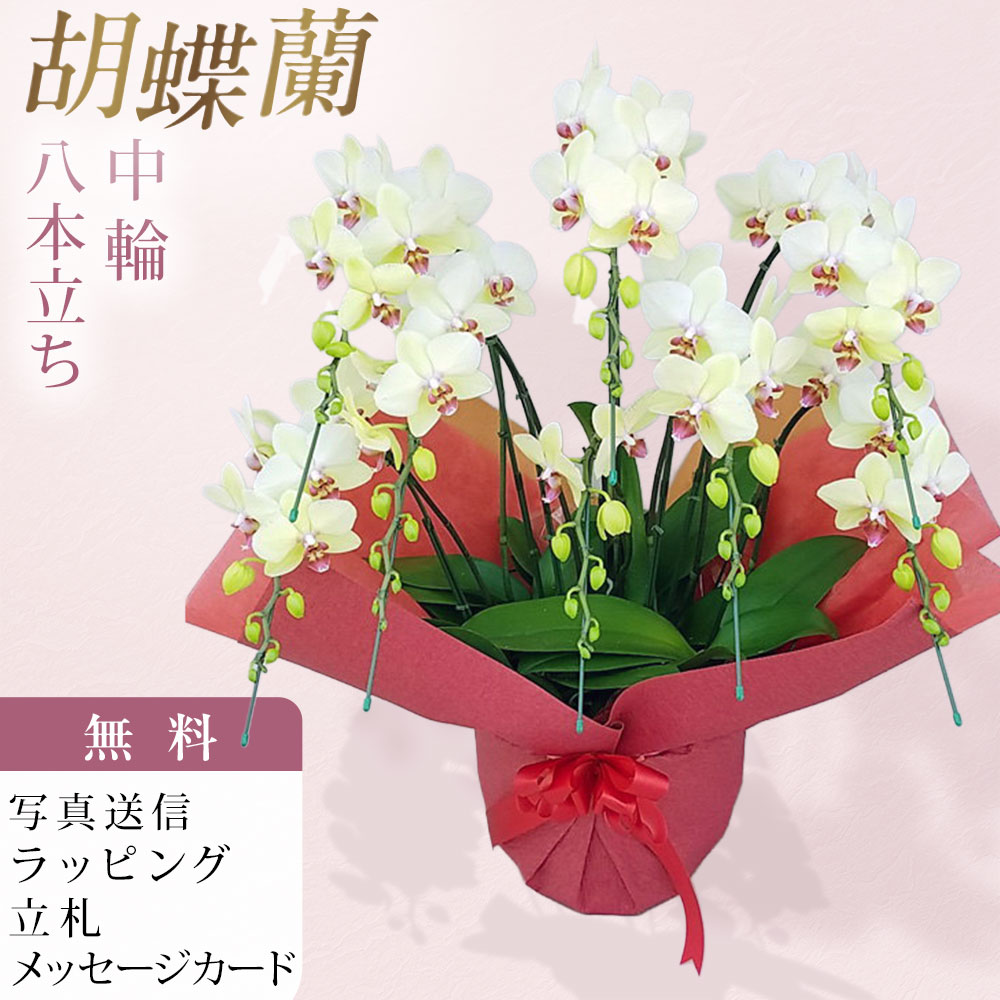 夢見鳥蘭 中大輪 ゴールデンエイジ 8本立ち 黄味がかった 黄色 祝い事 移し替える祝い事 開店祝い事 着任祝い事 開院祝い事 開業祝い事 周年祝い事 経あがる祝い事 退社祝い事 当選祝い事 還暦 米寿 卒寿 出どころ直送 活動写真変速機 立札 ラッピング無料 育て方小論文付 貨物輸送無料