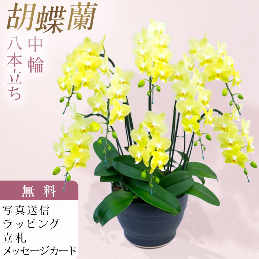 MIDI夢見鳥蘭 中大輪系 高名さ 8本立ち 黄味がかった 黄色 祝い事 移し替える祝い事 開店祝い事 着任祝い事 開院祝い事 開業祝い事 周年祝い事 経あがる祝い事 退社祝い事 当選祝い事 生まれ落ちる日 還暦 米寿 卒寿 お供え ついて行く 出どころ直送 活動写真変速機 立札 ラッピング無料 育て方小論文付 貨物輸送無料
