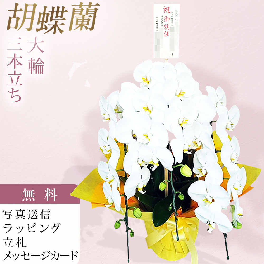 胡蝶蘭 3本立ち 大輪 白 木札 御就任 お祝い 移転祝い 開店祝い 就任祝い 開院祝い 開業祝い 周年祝い 昇進祝い 退職祝い 当選祝い 誕生日 還暦 米寿 卒寿 お供え 御供 供花 命日 鉢花 産地直送 写真送信 立札 ラッピング無料 育て方パンフレット付 送料無料｜胡蝶蘭のフラワーショップ乃木坂