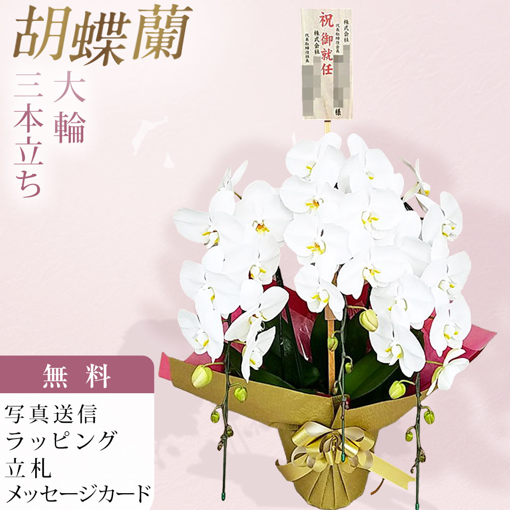 胡蝶蘭 3本立ち 大輪 白 木札 御就任 お祝い 移転祝い 開店祝い 就任祝い 開院祝い 開業祝い 周年祝い 昇進祝い 退職祝い 当選祝い 誕生日 還暦 米寿 卒寿 お供え 御供 供花 命日 鉢花 産地直送 写真送信 立札 ラッピング無料 育て方パンフレット付 送料無料|胡蝶蘭のフラワーショップ乃木坂