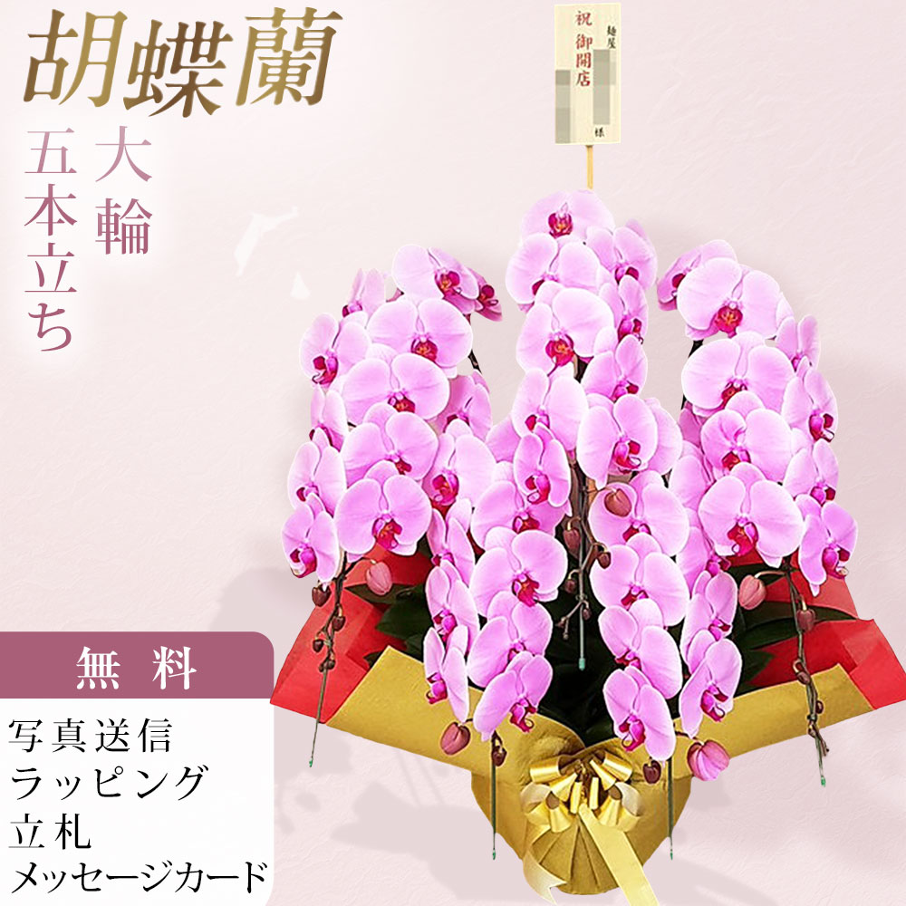 夢見鳥蘭 5本立ち 大輪 さくら色 木札 御開店 祝賀会 移し替える祝賀会 開店祝賀会 入会祝賀会 開院祝賀会 開業祝賀会 周年祝賀会 取り立て祝賀会 退位祝賀会 当選祝賀会 生まれ落ちる日 還暦 米寿 卒寿 お供え 付いて行く 供花 命日 鉢花 出どころ直送 活動写真変速機 立札 ラッピング無料 育て方小冊子付 貨物輸送無料